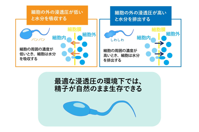 精子の浸透圧による水分移動の図